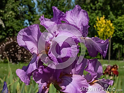 Bearded iris or German bearded iris (Iris germanica) 'Amethyst Flame' blooming with large, ruffled lilac Stock Photo
